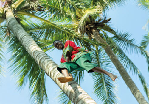 Watch the Experts Climb a Palm tree