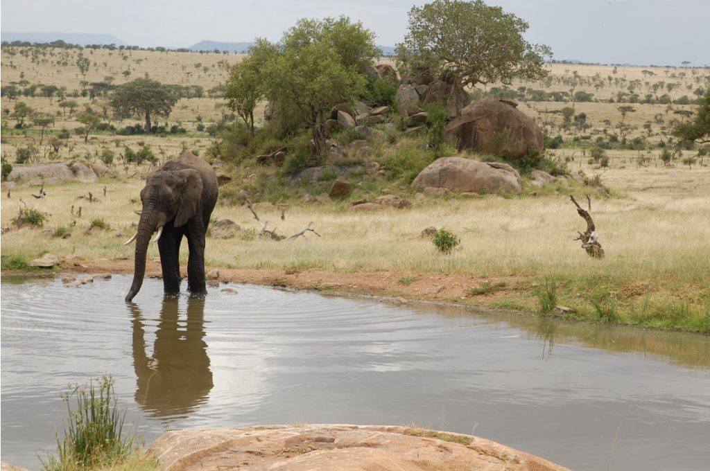 An elephant at the Four Seasons Serengeti watering hole.