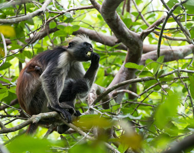 Scenic Jozani Forest Zanzibar nature trail